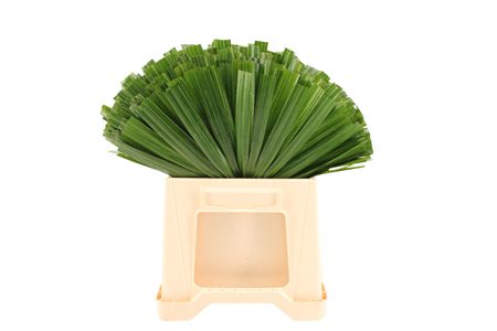Palmleave 52cm