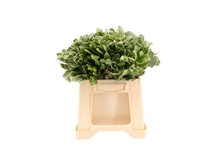 Pittosporum Tobira Ilan 40cm