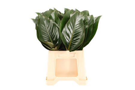 Philodendron Red Beauty 60cm 30cm Hd