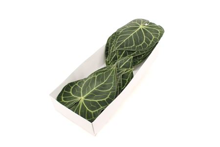 Anthurium Clarinervium Leaf 12cm 15cm Hd