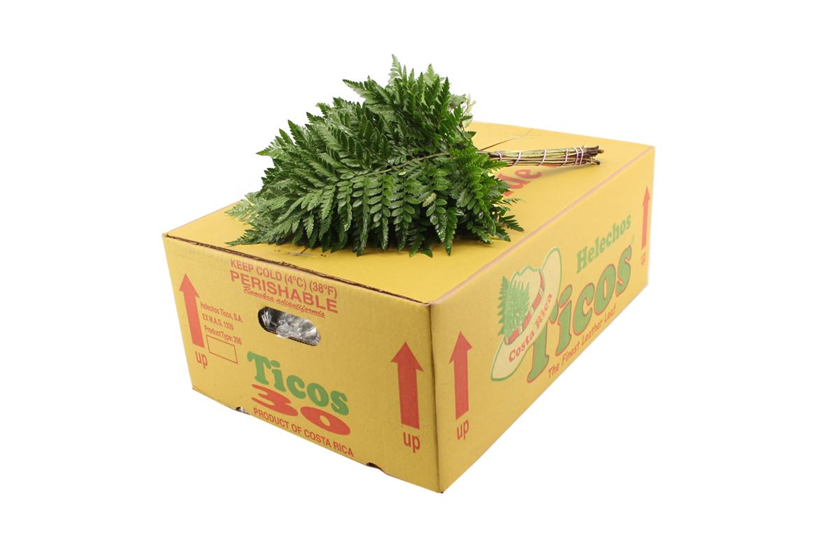 Leatherleaf Italy Per Bunch