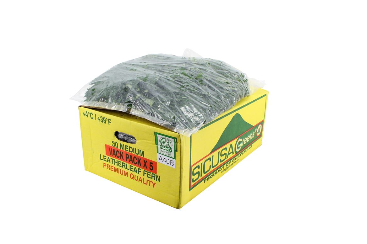 Leatherleaf Italy Per Bunch