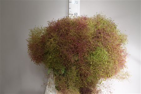 Cotinus Coggygria Per Bunch 60cm