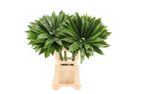 Philodendron Fun Bun 75cm 27cm Hd