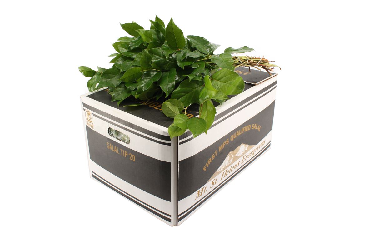 Cutgreens Salal Tips