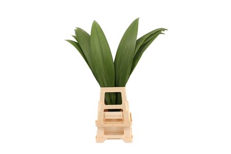 Molineria Capitulata 100cm