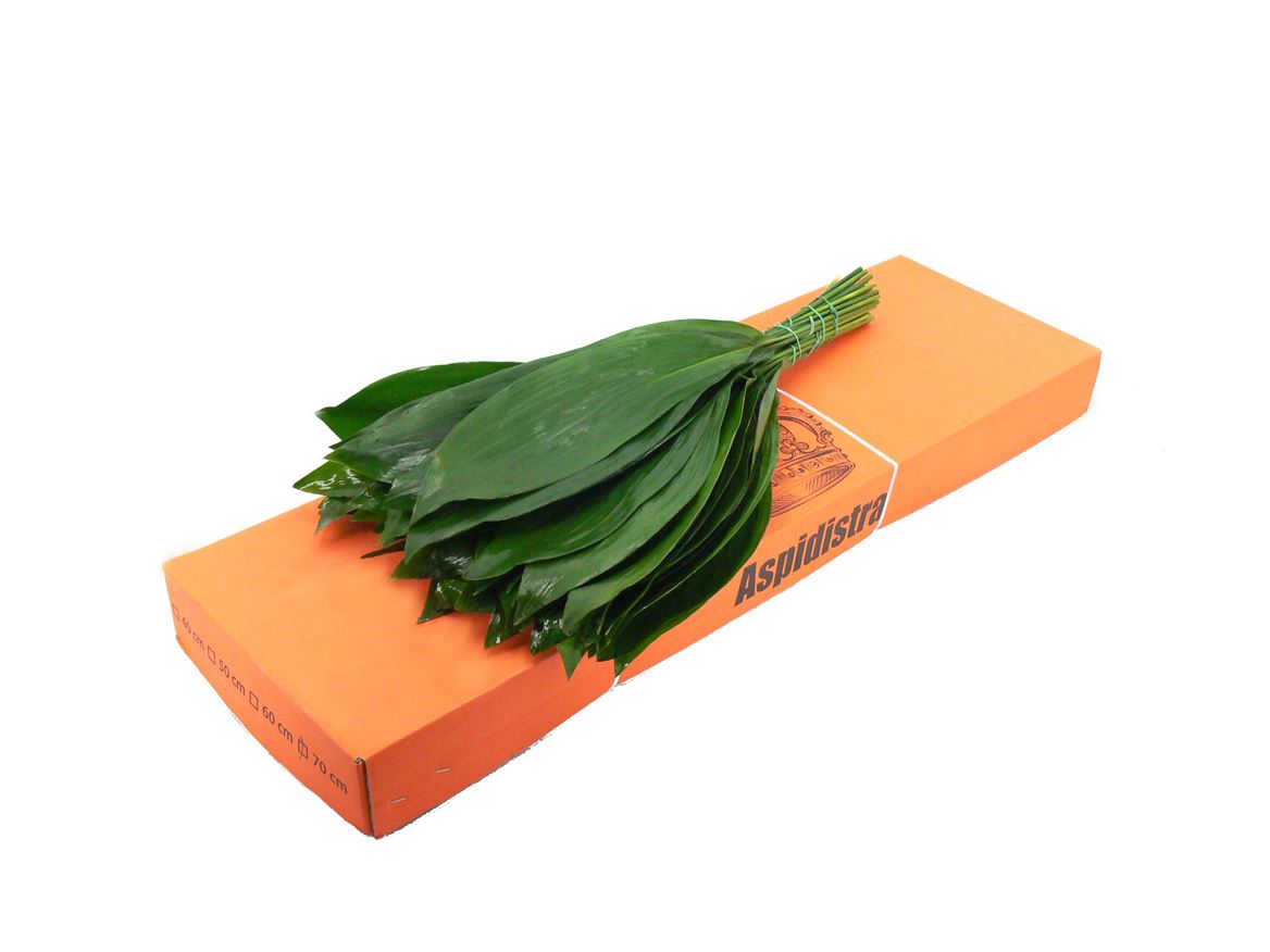 Aspidistra Eliator 70cm