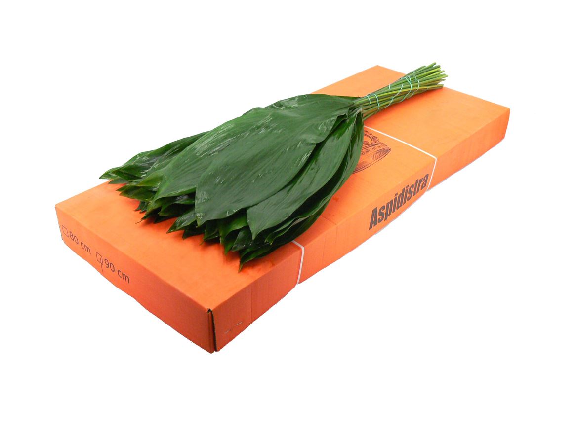 Aspidistra Eliator 90cm