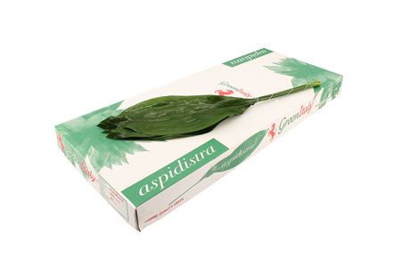 Aspidistra Elatior Per Bunch 90cm