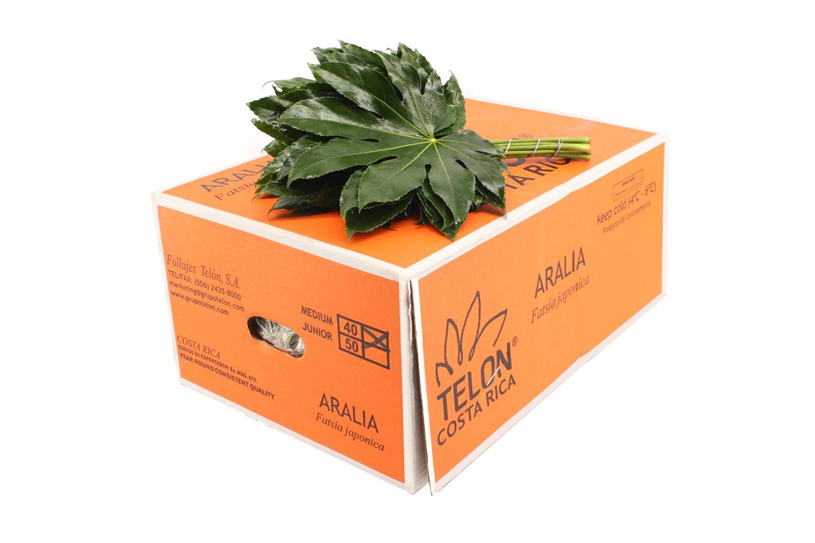 Aralia Super 40cm