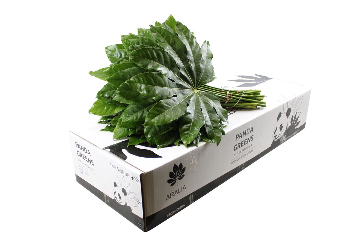Aralia Super 60cm