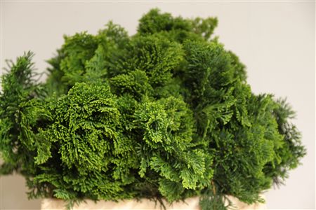 Chamaecyparis Obtusa Nana Gracilis Per Bunch 35cm