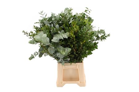Eucalyptus Mix Per Bunch 70cm 200gr.