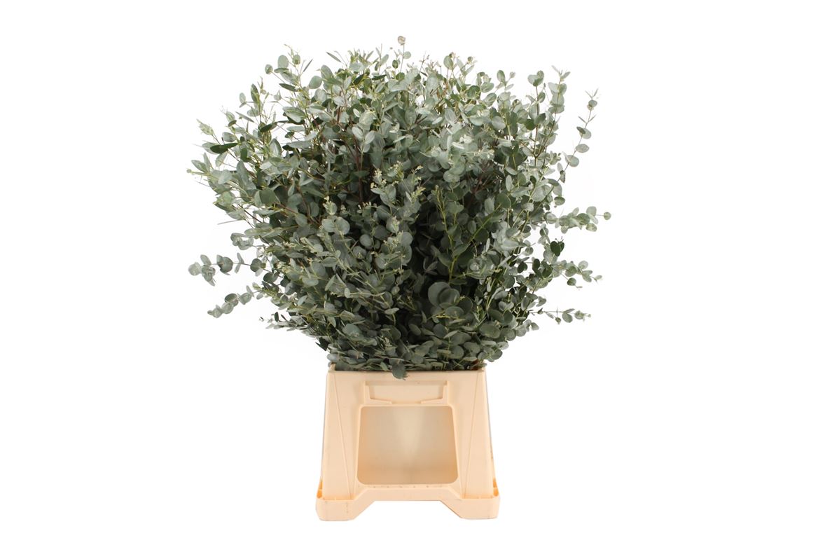 Eucalyptus Gunnii 70cm 300gram