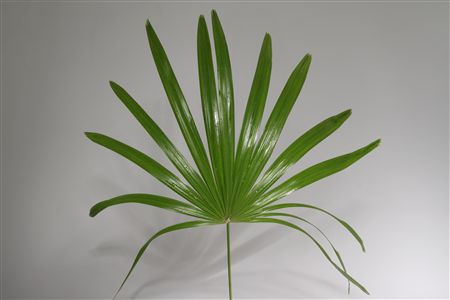 Chamaerops Raphis Per Bunch 55cm