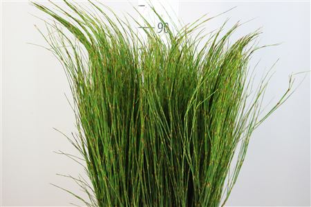 Rekoala Per Bunch 80cm