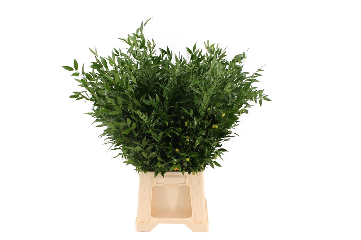 Ruscus Italian 200gram