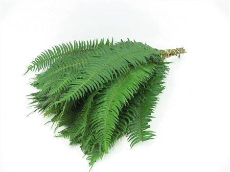 Polystichum Munitum Per Bunch 70cm