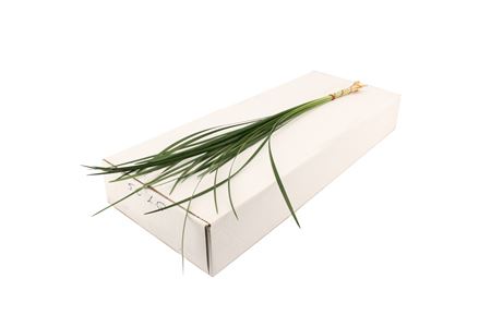Lily Grass Per Bunch 70cm