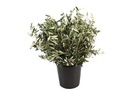 Olea Europaea Per Bunch 60cm 300gr.