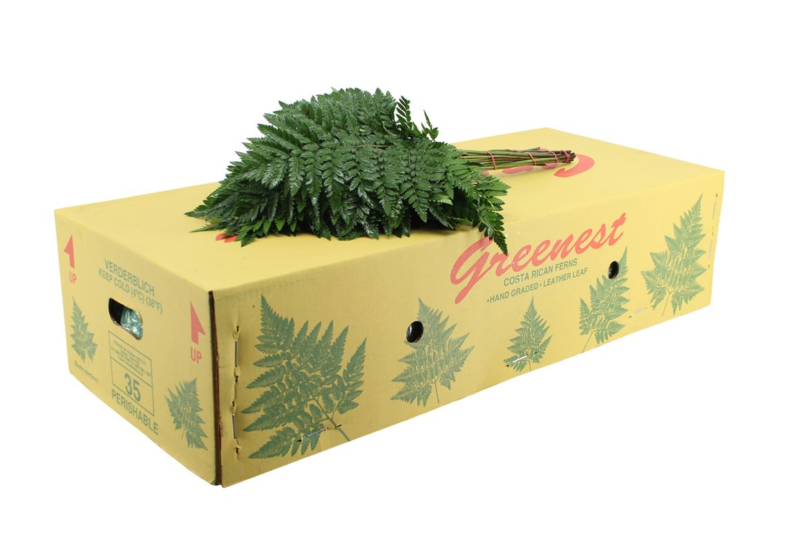 Leatherleaf Italy Per Bunch