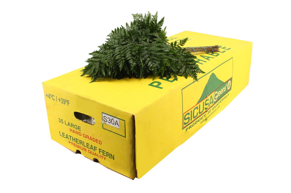 Leatherleaf Italy Per Bunch