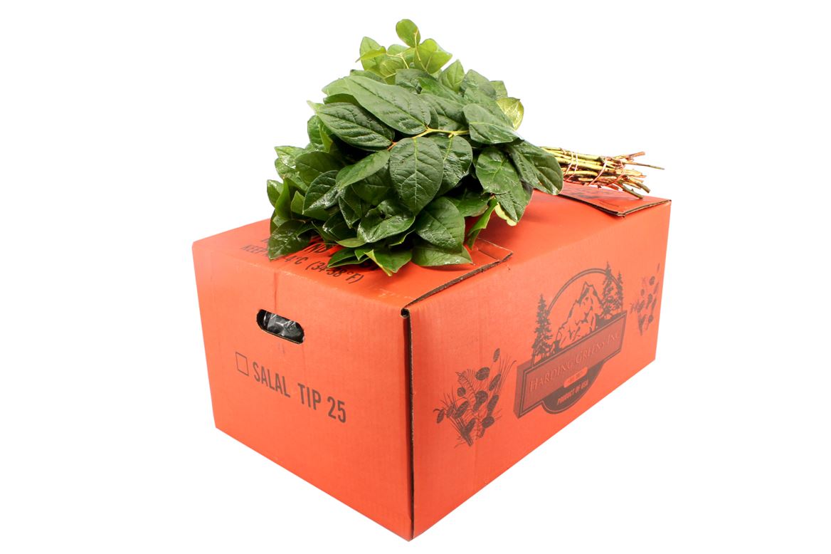 Cutgreens Salal Tips