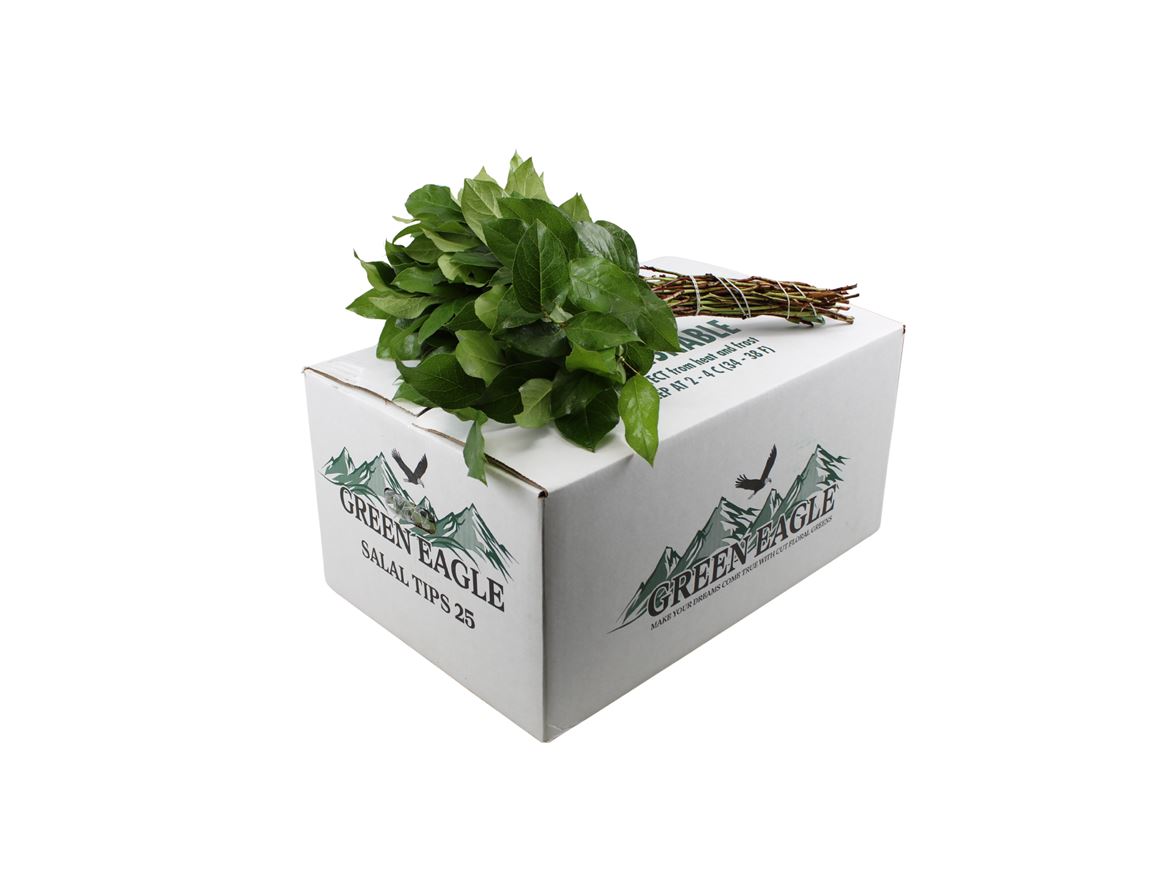 Cutgreens Salal Tips