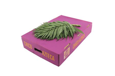 Chamaedorea Chico Leaf Per Bunch 45cm
