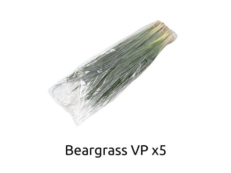 Xerophyllum Tenax Beargrass Per Bunch 60cm