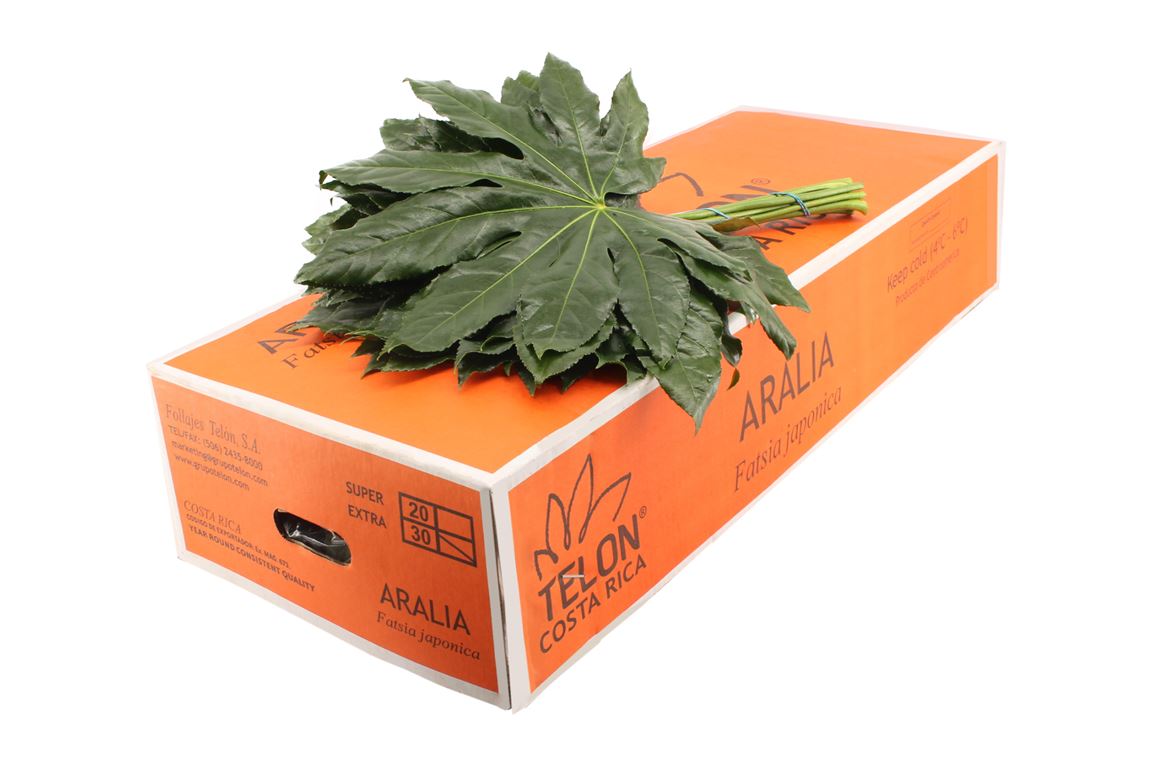 Aralia Super 50cm