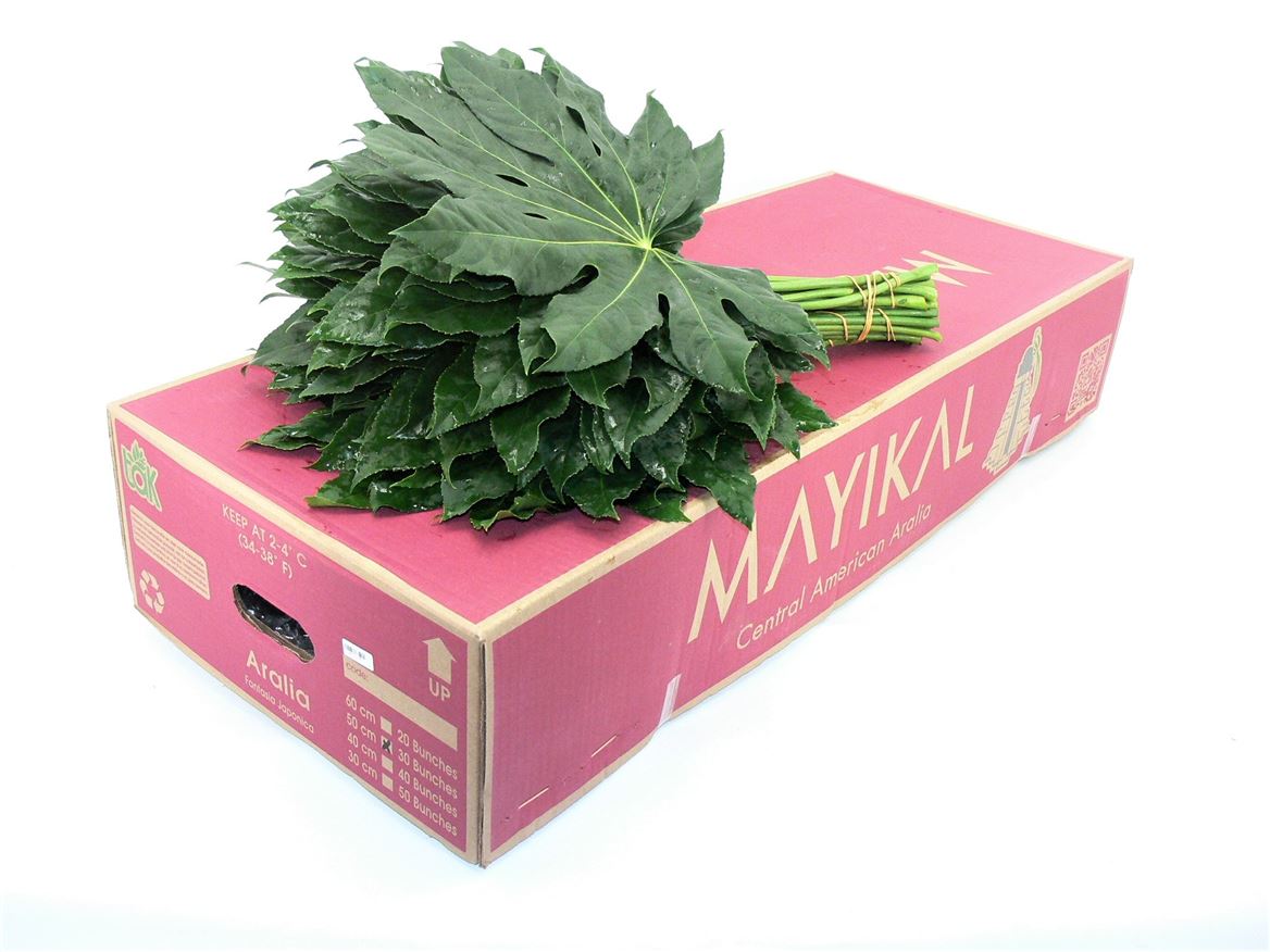 Aralia Super 50cm