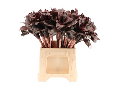 Cordyline Purple Compacta 50cm