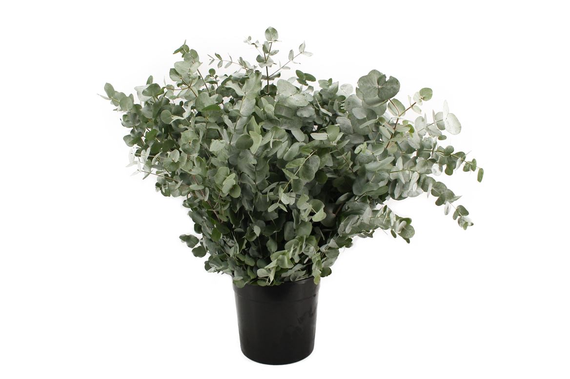 Eucalyptus Cinerea 70cm 300gram