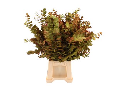 Eucalyptus Cinerea Painted Deluxe Per Bunch 70cm 300gr.