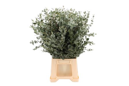 Eucalyptus Gunnii Per Bunch 70cm 300gr.