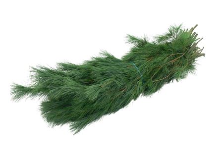 Pinus Strobus Per Bunch 90cm 5000gr.