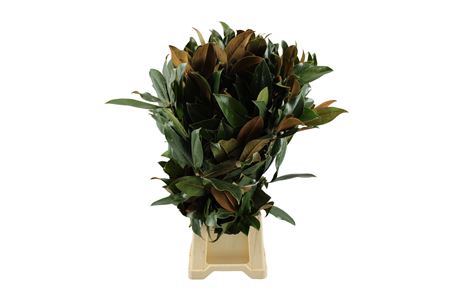 Magnolia Grandiflora Per Bunch 70cm