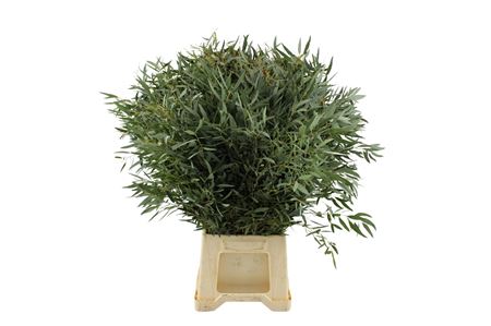 Eucalyptus Nicholii Per Bunch 70cm 300gr.