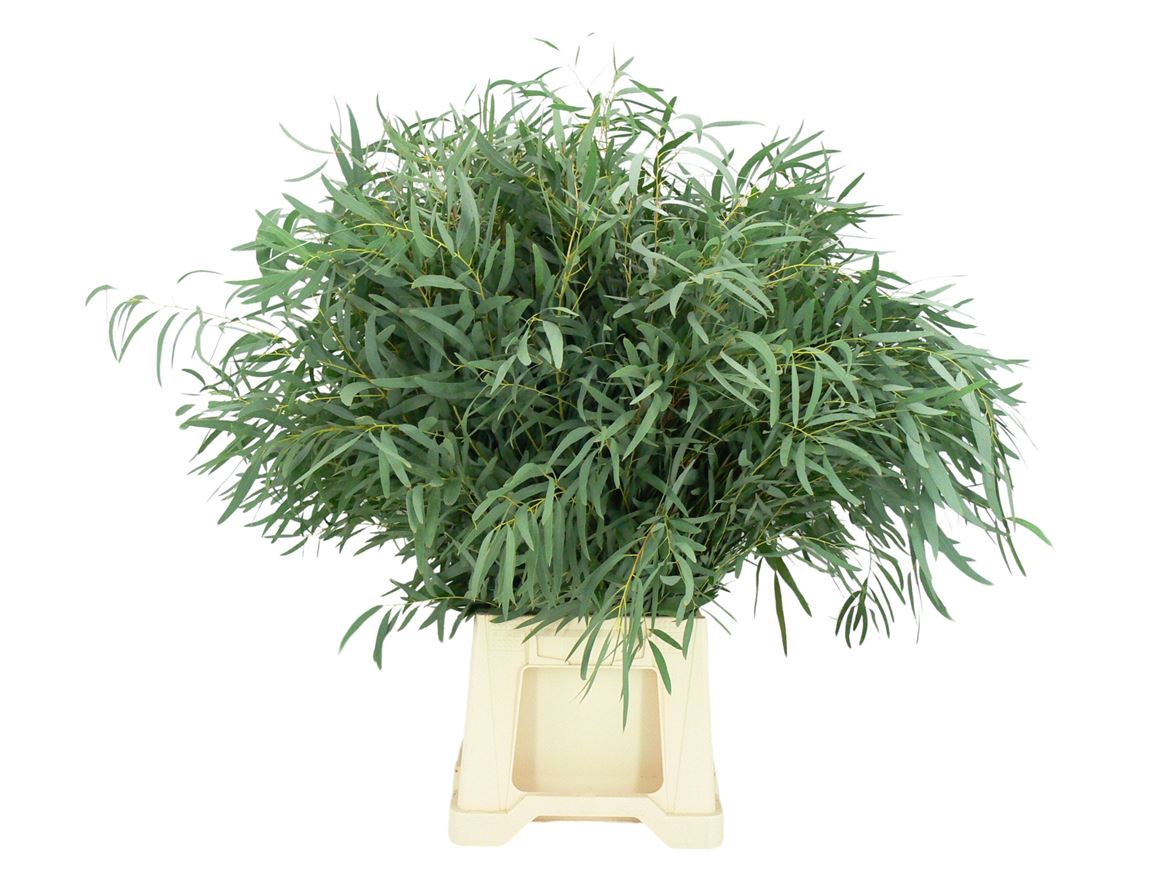 Eucalyptus Bnch Nicholii 70cm 300gram