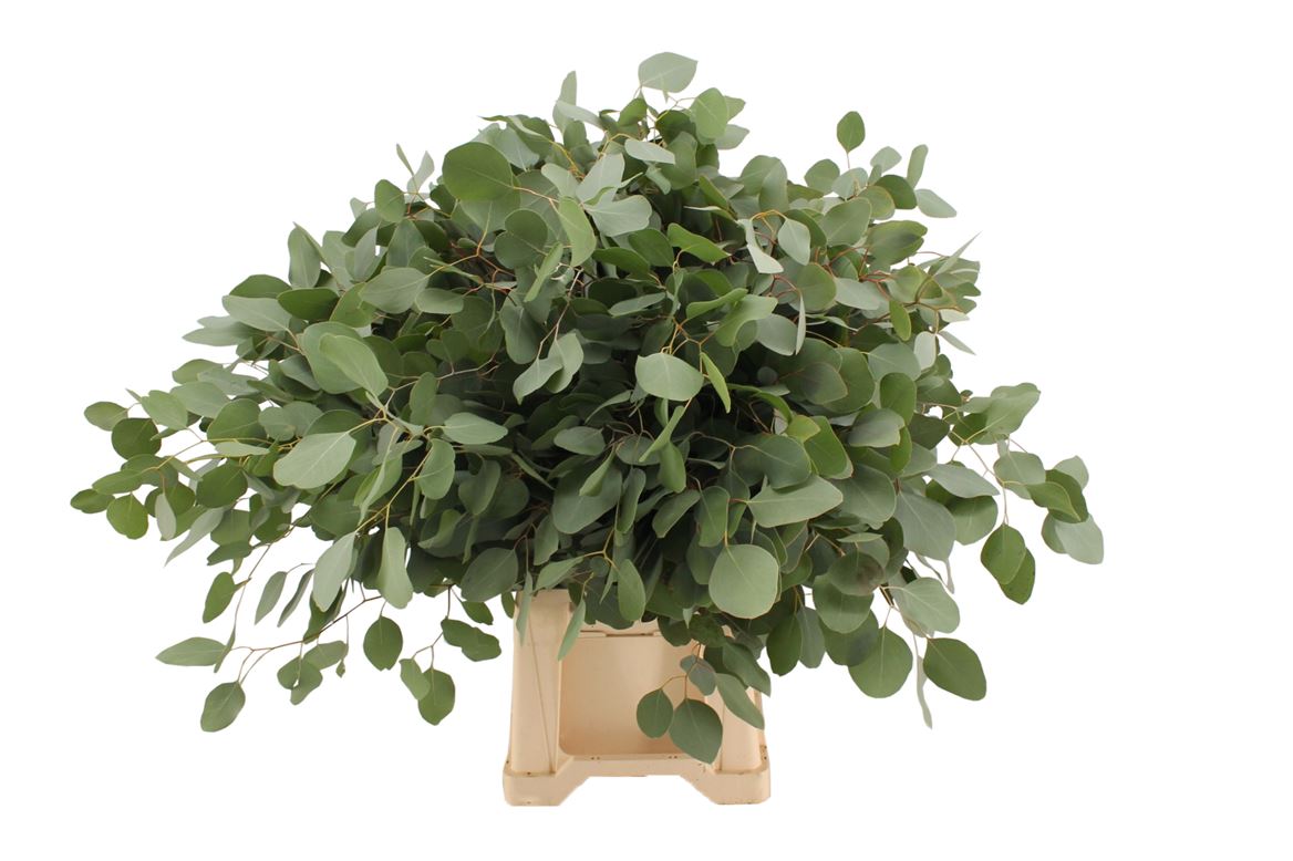 Eucalyptus Populus Flowering 70cm 300gram
