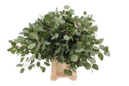Eucalyptus Populus Per Bunch 70cm 300gr.
