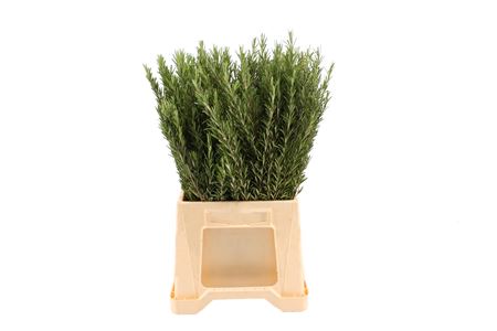 Rosmarinus Officinalis 70cm 300gr.
