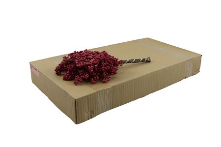Schinus Mollis Pink Per Bunch
