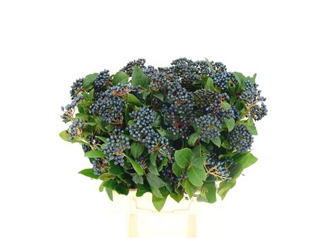 Viburnum Steelberry Per Bunch 50cm