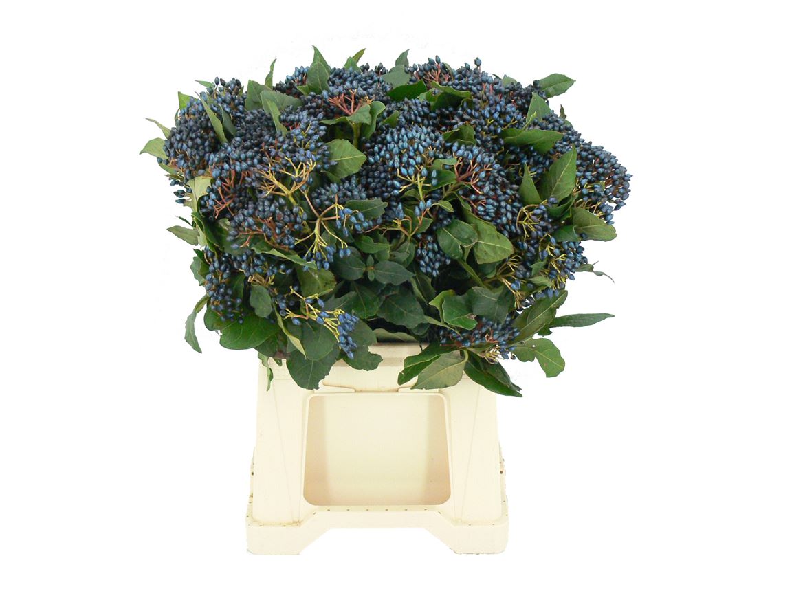 Viburnum Berry Bnch 250gram 50cm