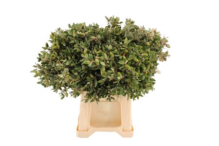 Quercus Stone Oak Per Bunch 50cm 300gr.