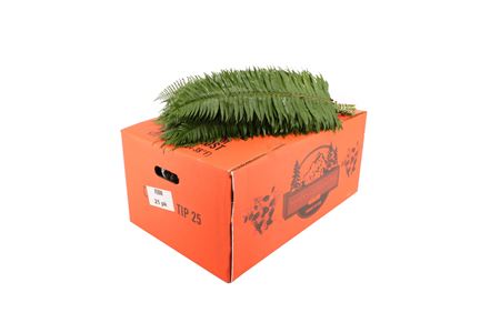 Polystichum Munitum Per Bunch 55cm