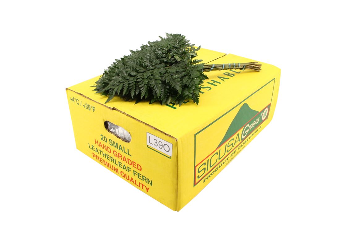 Leatherleaf Italy Per Bunch