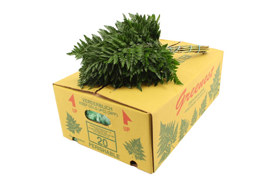 Leatherleaf Italy Per Bunch